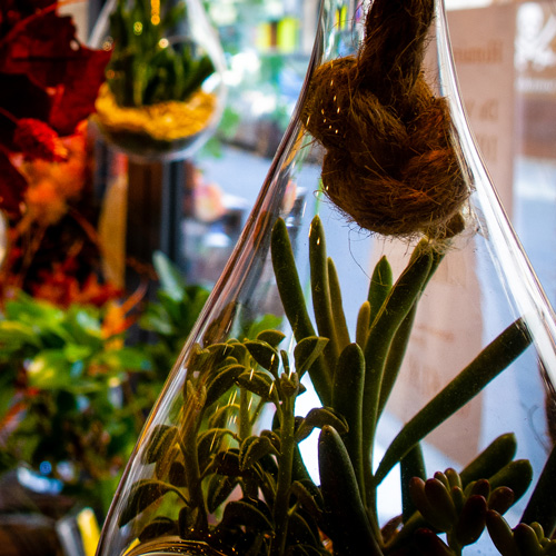 ambiance boutique-4-atmosphere-fleurs-FW