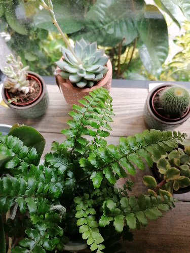 ambiance boutique-5-atmosphere-fleurs-FW